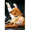 image:imageDexas BrushBuster Silicone Gentle Dog Grooming and Massage BrushLight Gray