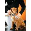 image:imageDexas BrushBuster Silicone Gentle Dog Grooming and Massage BrushLight Gray