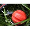 image:imageDexas Off Leash Reaction Ball Floating Dog Toy with Removable Leash Attachment