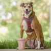 image:imageDexas MudBuster Portable Dog Paw Cleaner Large Blue PW720312Blush