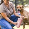 image:imageDexas MudBuster Portable Dog Paw Cleaner Large Blue PW720312Blush