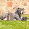 image:imageDexas MudBuster Portable Dog Paw Cleaner Large Blue PW720312Taupe