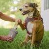 image:imageDexas MudBuster Portable Dog Paw Cleaner Large Blue PW720312Taupe