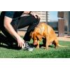 image:imageDexas Popware for Pets Snack Duo Dual Chambered Hydration Bottle and Snack Container with Collapsible Pet Cup GreenLight Gray